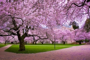 University of Washington - 30 Best Online Master's in Civil or Environmental Engineering